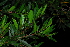  (Syzygium pondoense - OM3799)  @11 [ ] CreativeCommons - Attribution Non-Commercial Share-Alike (2011) Olivier Maurin University of Johannesburg