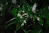  (Buddleja saligna - OM3815)  @11 [ ] CreativeCommons - Attribution Non-Commercial Share-Alike (2011) Olivier Maurin University of Johannesburg