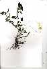  (Justicia protracta - OM0382)  @11 [ ] No Rights Reserved  Unspecified Unspecified
