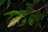  (Ochna confusa - OM3828)  @11 [ ] CreativeCommons - Attribution Non-Commercial Share-Alike (2011) Olivier Maurin University of Johannesburg