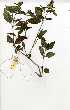  ( - OM0383)  @11 [ ] No Rights Reserved  Unspecified Unspecified