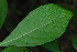  (Pavetta gardeniifolia - OM3839)  @11 [ ] CreativeCommons - Attribution Non-Commercial Share-Alike (2011) Olivier Maurin University of Johannesburg