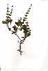  (Becium - OM0385)  @11 [ ] No Rights Reserved  Unspecified Unspecified