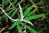  (Buddleja loricata - OM3866)  @11 [ ] CreativeCommons - Attribution Non-Commercial Share-Alike (2011) Olivier Maurin University of Johannesburg