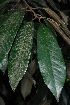  (Chrysophyllum gorungosanum - OM3869)  @11 [ ] CreativeCommons - Attribution Non-Commercial Share-Alike (2011) Olivier Maurin University of Johannesburg