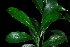  (Pavetta inandensis - OM3870)  @11 [ ] CreativeCommons - Attribution Non-Commercial Share-Alike (2011) Olivier Maurin University of Johannesburg
