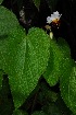  (Sparmannia - OM3882)  @11 [ ] CreativeCommons - Attribution Non-Commercial Share-Alike (2011) Olivier Maurin University of Johannesburg
