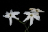  (Jasminum abyssinicum - OM3900)  @11 [ ] CreativeCommons - Attribution Non-Commercial Share-Alike (2011) Olivier Maurin University of Johannesburg