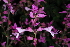  (Hemizygia stalmansii - OM3903)  @11 [ ] CreativeCommons - Attribution Non-Commercial Share-Alike (2011) Olivier Maurin University of Johannesburg