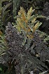  (Buddleja salviifolia cf - OM3904)  @11 [ ] CreativeCommons - Attribution Non-Commercial Share-Alike (2011) Olivier Maurin University of Johannesburg