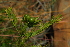  (Jasminum quinatum - OM3912)  @11 [ ] CreativeCommons - Attribution Non-Commercial Share-Alike (2011) Olivier Maurin University of Johannesburg