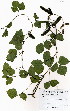  ( - OM3933)  @11 [ ] No Rights Reserved  Unspecified Unspecified