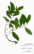  ( - OM3943)  @11 [ ] No Rights Reserved  Unspecified Unspecified