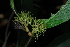 (Pavetta krauseana - OM3961)  @11 [ ] CreativeCommons - Attribution Non-Commercial Share-Alike (2011) Olivier Maurin University of Johannesburg