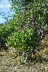  (Euphorbia bougheyi - OM3972)  @11 [ ] CreativeCommons - Attribution Non-Commercial Share-Alike (2012) Olivier Maurin University of Johannesburg