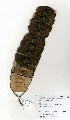  ( - OM3981)  @11 [ ] No Rights Reserved  Unspecified Unspecified