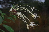  (Clerodendrum robustum - OM3983)  @11 [ ] CreativeCommons - Attribution Non-Commercial Share-Alike (2011) Olivier Maurin University of Johannesburg