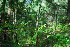  (Margaritaria discoidea var. triplosphaera - OM3986)  @11 [ ] CreativeCommons - Attribution Non-Commercial Share-Alike (2012) Olivier Maurin University of Johannesburg