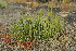  (Euphorbia graniticola - OM3989)  @11 [ ] CreativeCommons - Attribution Non-Commercial Share-Alike (2012) Olivier Maurin University of Johannesburg