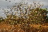  ( - OM3990)  @11 [ ] CreativeCommons - Attribution Non-Commercial Share-Alike (2012) Olivier Maurin University of Johannesburg