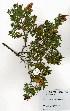  (Hypericum revolutum - OM3994)  @11 [ ] No Rights Reserved  Unspecified Unspecified