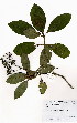  ( - OM4001)  @11 [ ] No Rights Reserved  Unspecified Unspecified
