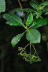  (Psychotria zombamontana - OM4001)  @11 [ ] CreativeCommons - Attribution Non-Commercial Share-Alike (2012) Olivier Maurin University of Johannesburg