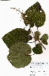  ( - OM4003)  @11 [ ] No Rights Reserved  Unspecified Unspecified