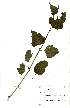 (Priva cordifolia - OM0401)  @11 [ ] Unspecified (default): All Rights Reserved  Unspecified Unspecified