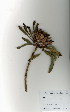  ( - OM4013)  @11 [ ] No Rights Reserved  Unspecified Unspecified