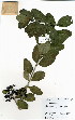  ( - OM4022)  @11 [ ] No Rights Reserved  Unspecified Unspecified