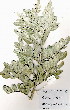  ( - OM4026)  @11 [ ] No Rights Reserved  Unspecified Unspecified