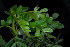  (Sophora inhambanensis - OM4026)  @11 [ ] CreativeCommons - Attribution Non-Commercial Share-Alike (2012) Olivier Maurin University of Johannesburg