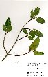  ( - OM4033)  @11 [ ] No Rights Reserved  Unspecified Unspecified