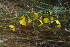  (Crotalaria distans - OM4072)  @11 [ ] CreativeCommons - Attribution Non-Commercial Share-Alike (2013) Olivier Maurin University of Johannesburg, African Centre for DNA Barcoding (ACDB)