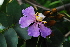  ( - OM4074)  @11 [ ] CreativeCommons - Attribution Non-Commercial Share-Alike (2013) Olivier Maurin University of Johannesburg, African Centre for DNA Barcoding (ACDB)