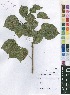  (Commiphora - OM4075)  @11 [ ] No Rights Reserved  Unspecified Unspecified
