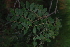  ( - OM4078)  @11 [ ] CreativeCommons - Attribution Non-Commercial Share-Alike (2013) Olivier Maurin University of Johannesburg, African Centre for DNA Barcoding (ACDB)
