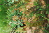  ( - OM4078)  @11 [ ] CreativeCommons - Attribution Non-Commercial Share-Alike (2013) Olivier Maurin University of Johannesburg, African Centre for DNA Barcoding (ACDB)