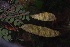  ( - OM4078)  @11 [ ] CreativeCommons - Attribution Non-Commercial Share-Alike (2013) Olivier Maurin University of Johannesburg, African Centre for DNA Barcoding (ACDB)