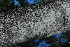  ( - OM4078)  @11 [ ] CreativeCommons - Attribution Non-Commercial Share-Alike (2013) Olivier Maurin University of Johannesburg, African Centre for DNA Barcoding (ACDB)