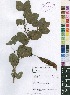  ( - OM4087)  @11 [ ] No Rights Reserved  Unspecified Unspecified