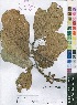  ( - OM4089)  @11 [ ] No Rights Reserved  Unspecified Unspecified