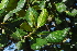  ( - OM4089)  @11 [ ] CreativeCommons - Attribution Non-Commercial Share-Alike (2013) Olivier Maurin University of Johannesburg, African Centre for DNA Barcoding (ACDB)
