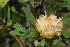  ( - OM4090)  @11 [ ] CreativeCommons - Attribution Non-Commercial Share-Alike (2013) Olivier Maurin University of Johannesburg, African Centre for DNA Barcoding (ACDB)