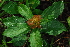  ( - OM4093)  @11 [ ] CreativeCommons - Attribution Non-Commercial Share-Alike (2013) Olivier Maurin University of Johannesburg, African Centre for DNA Barcoding (ACDB)