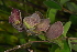  (Tinnea vestita - OM4095)  @11 [ ] CreativeCommons - Attribution Non-Commercial Share-Alike (2013) Olivier Maurin University of Johannesburg, African Centre for DNA Barcoding (ACDB)