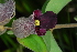  ( - OM4095)  @11 [ ] CreativeCommons - Attribution Non-Commercial Share-Alike (2013) Olivier Maurin University of Johannesburg, African Centre for DNA Barcoding (ACDB)