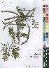  (Acacia hockii - OM4096)  @11 [ ] No Rights Reserved  Unspecified Unspecified