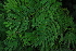  ( - OM4096)  @11 [ ] CreativeCommons - Attribution Non-Commercial Share-Alike (2013) Olivier Maurin University of Johannesburg, African Centre for DNA Barcoding (ACDB)